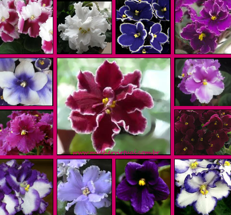 Resultado de imagem para flores Violetas