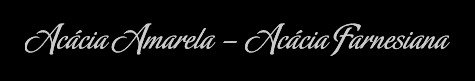 Ac�cia Amarela - Ac�cia Farnesiana